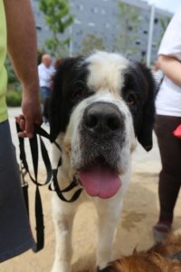 Passejada amb gossos